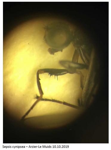 Réf. 277 115 : Sepsis cynipsea